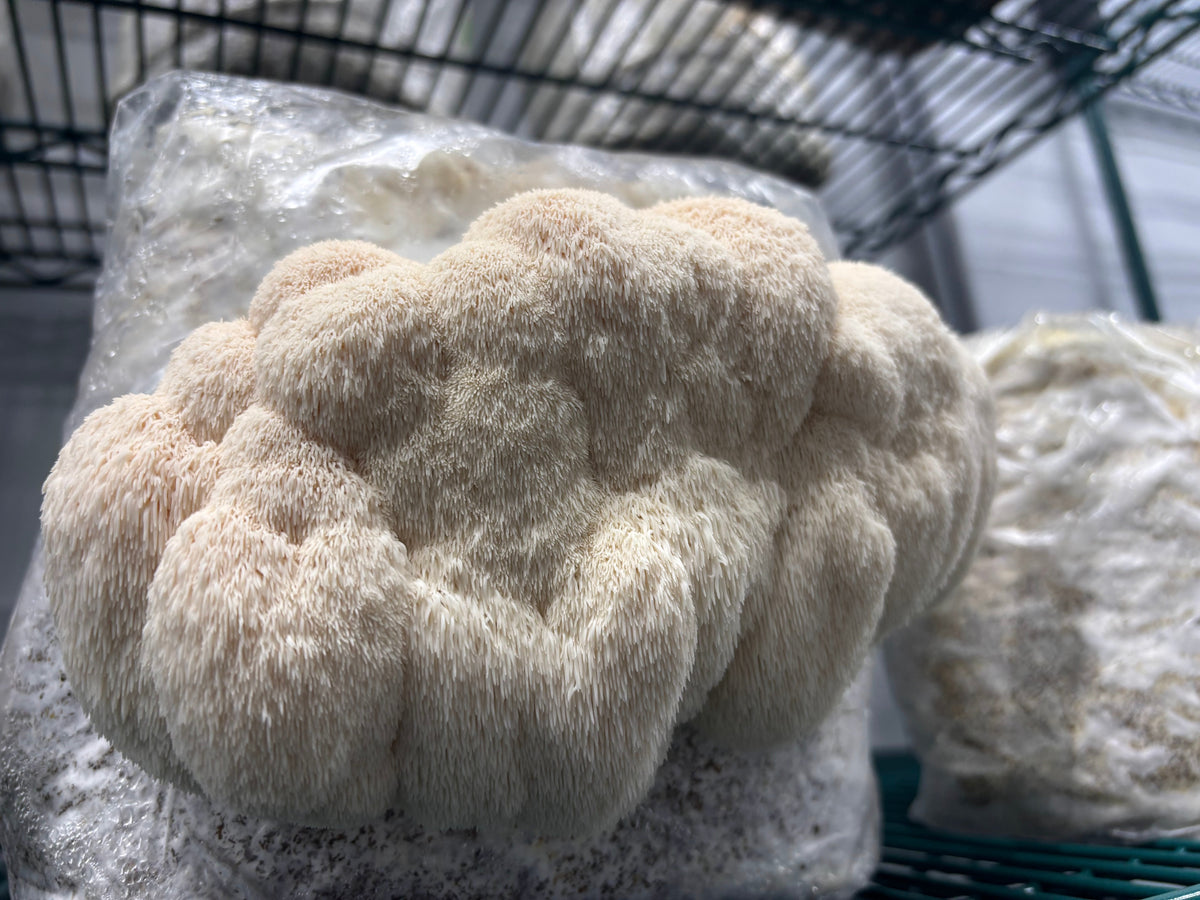 The Science Behind Lion's Mane Mushroom Powder Benefits